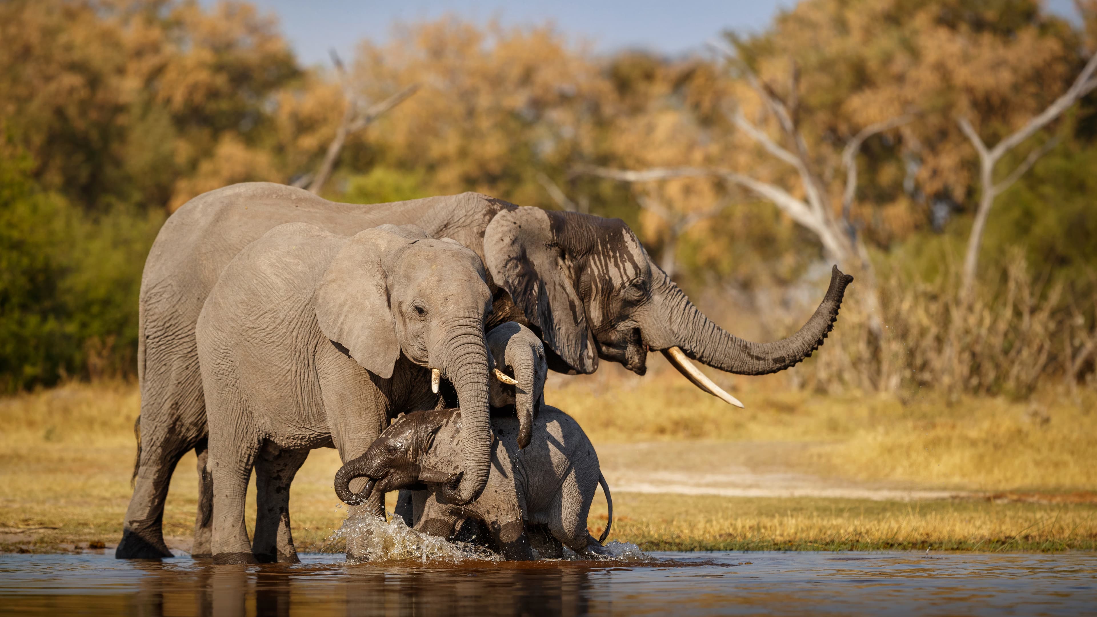 Elephant in the wild