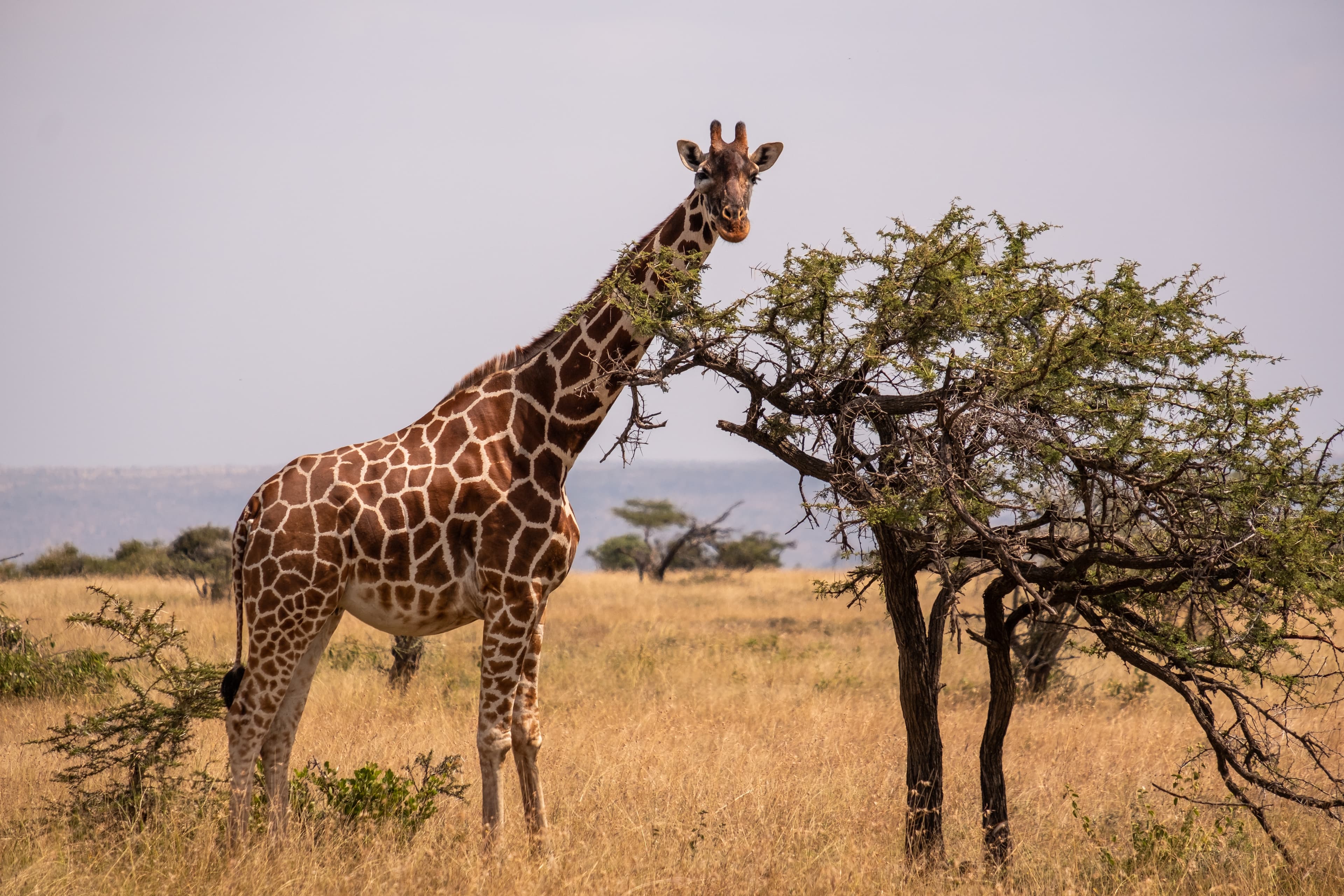Giraffe family