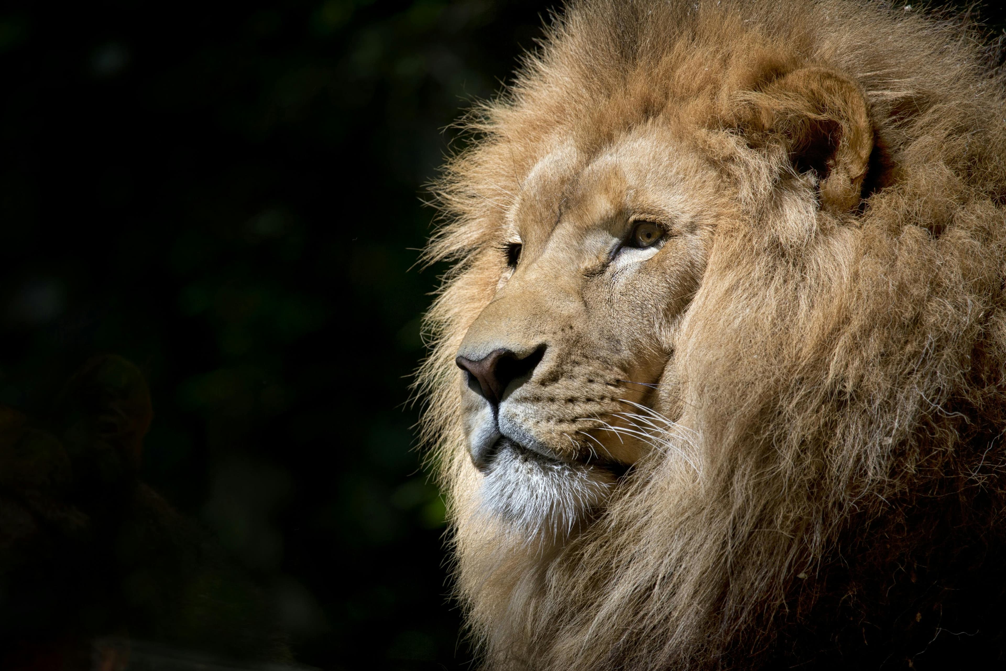 Kilimanjaro summit
