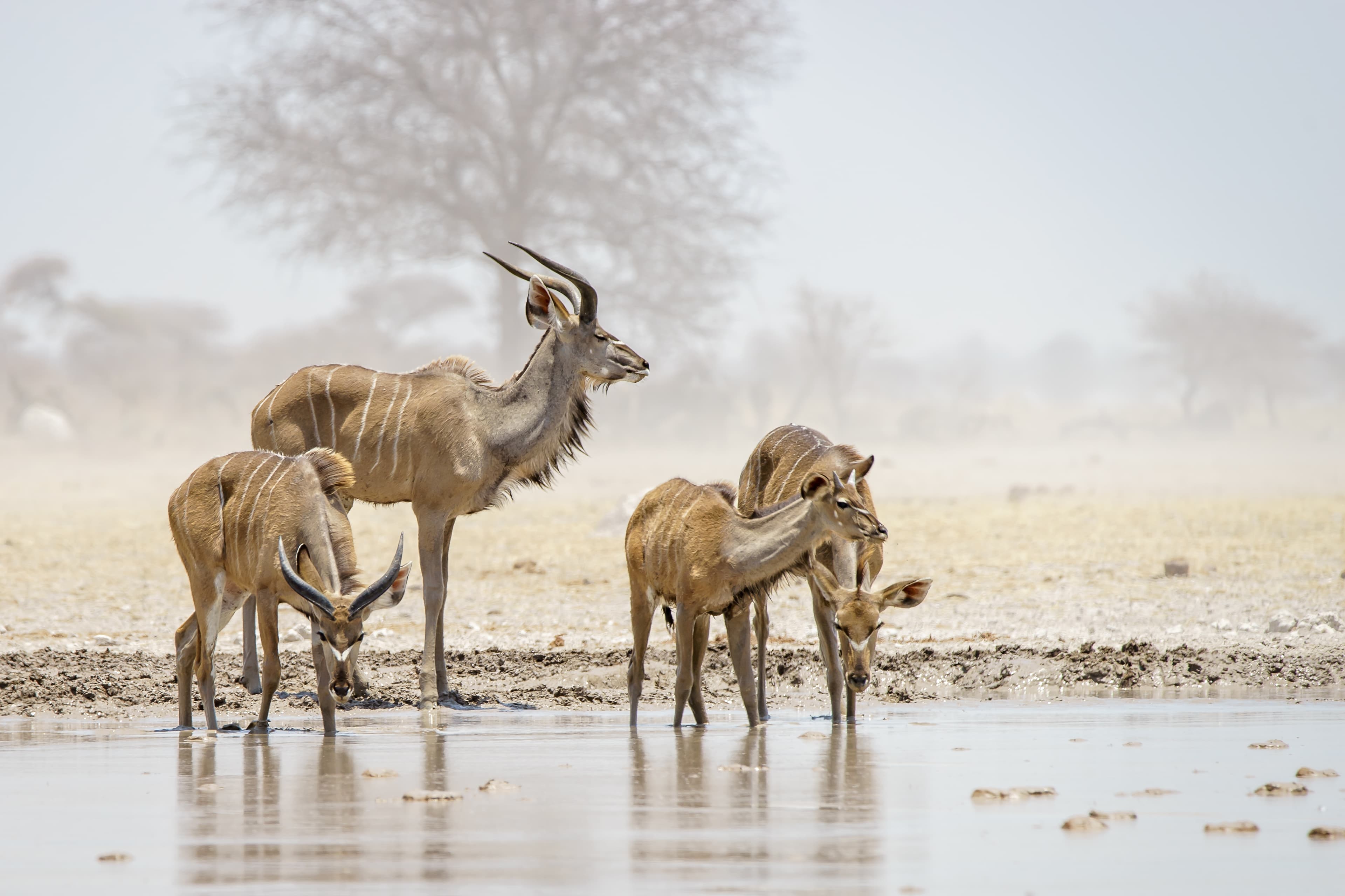 Kudu antelopes
