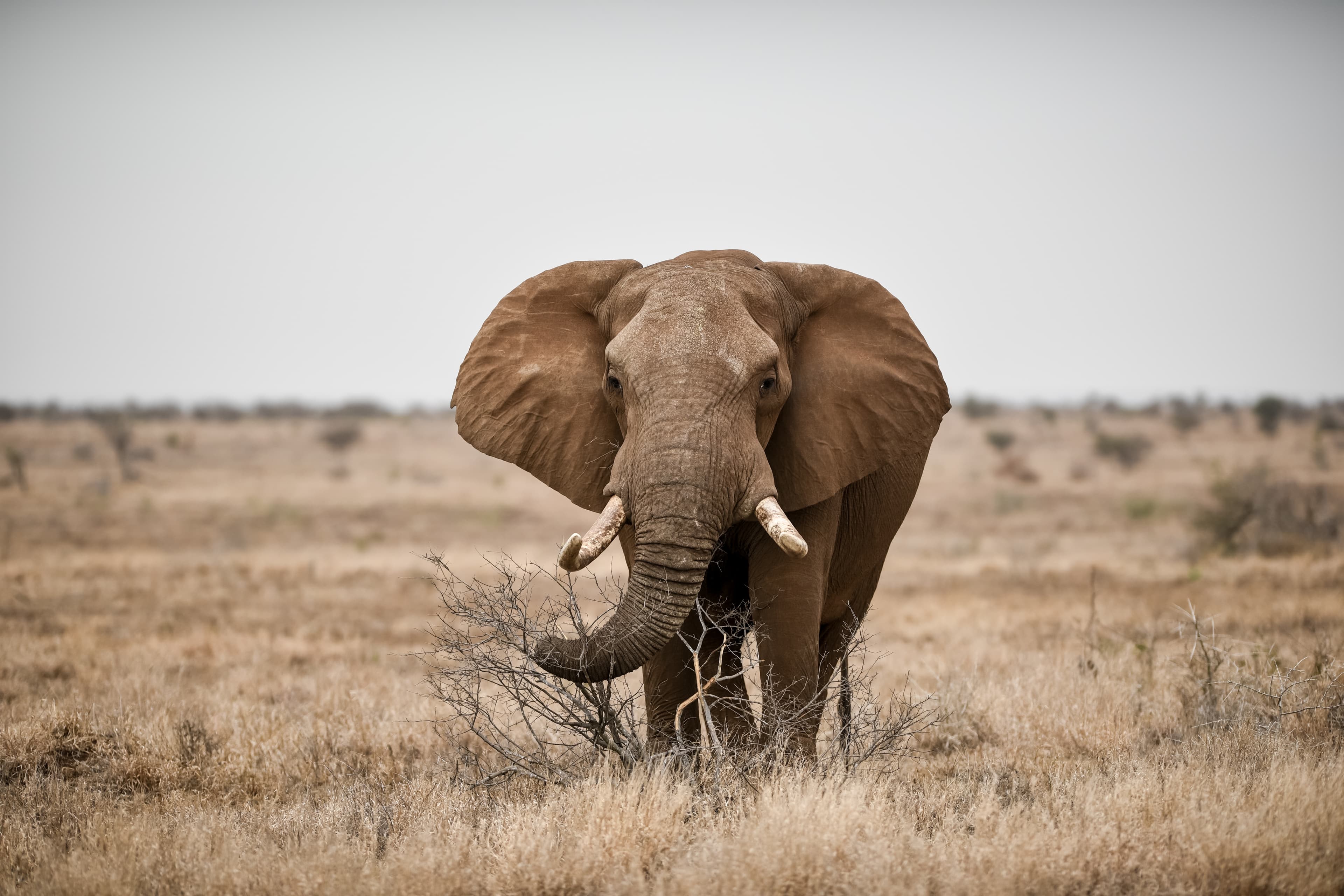 Savannah elephant