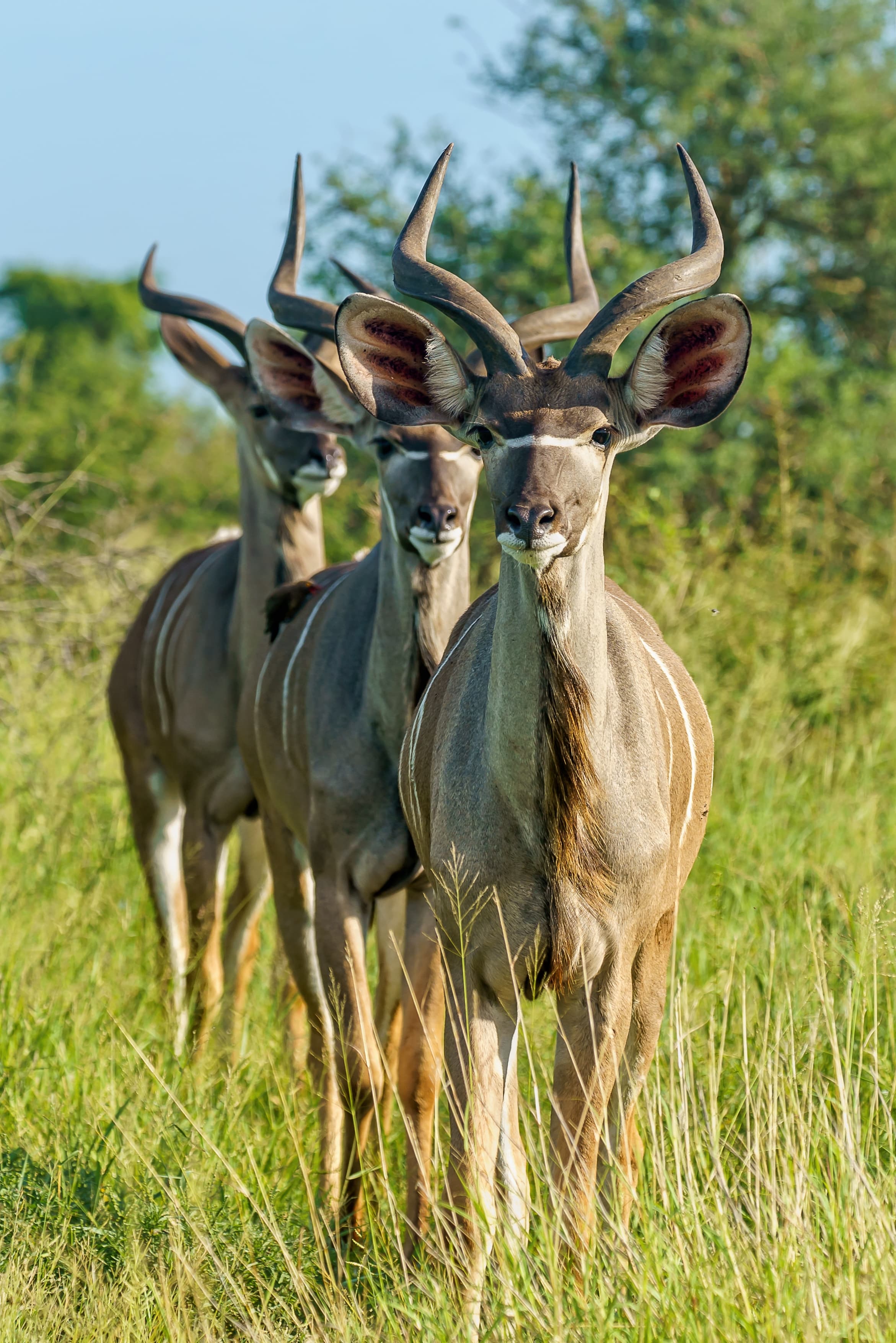 Kudu antelopes